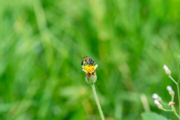 Honey bee perch and eating nectar on the grass little flower. Flower of the plant Tridax procumbens, commonly known as coatbuttons or tridax daisy. Green grass background or wallpaper.