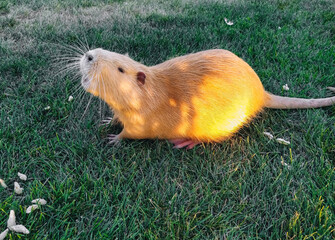 Fototapeta premium A beautiful yellow, beige nutria is walking in a meadow of green grass and eating a meal. Favorite and pet in the countryside.