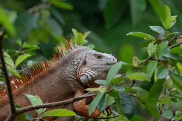 iguana on a branch