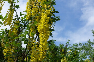 Golden yellow flowers of Laburnum anagyroides against blue sky in May