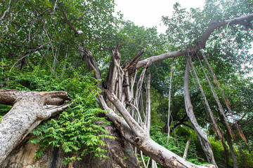 a texture of a old tree