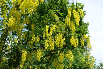 Naklejka premium Lots of yellow flowers of Laburnum anagyroides in mid May