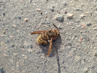 dead bee on the asphalt closeup photo in the daytime