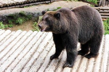 A brown bear on a wooden deck in the zoo.