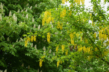 Numerous yellow racemes of Laburnum anagyroides in May