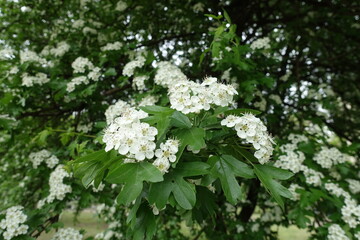 Lush green leaves and white flowers of Crataegus monogyna in May