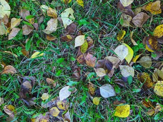 Colorful background of fallen autumn leaves in the daytime top view