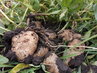 dug up potato bush on the ground, pictured, roots and tubers