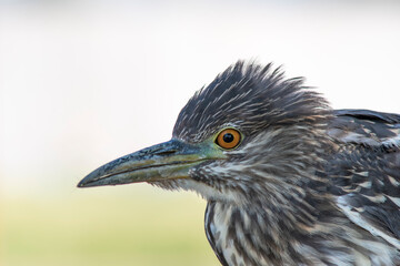 Tawny heron portrait and close head photo