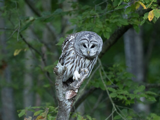 Barred Owl