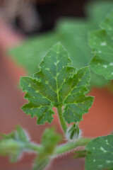 Sprouts of young leaves.The pumpkin plant with Newborn flower and fresh vine.Green plant .Organic garden,Italy. 