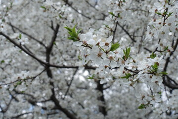 Cherry plum tree in full bloom in April