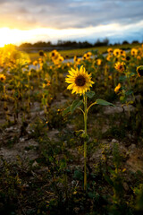 field of sunflowers © S.T.A.R.S