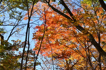 紅葉