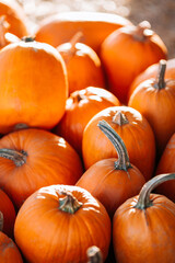 Decorative orange pumpkins on display at the farmers market. Orange ornamental pumpkins in sunlight. Harvesting and Thanksgiving concept.