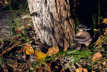 Tree trunk with oyster mushrooms and fallen autumn leaves