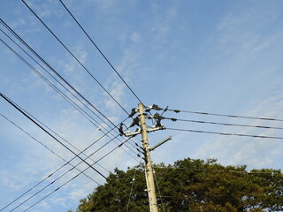 電柱と電線