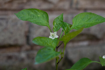 Close up Capsicum annuum flower, 
Royal Embers.Typical Capsicum annuum plant,This species is the most common and extensively cultivated of the five domesticated capsicums,Italian organic garden.