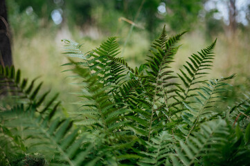 Fern leaves background in forest