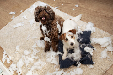 Dog mischief. Two dogs with innocent expression after destroy a pillow. separation anxiety and...
