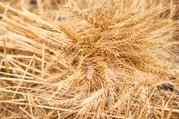 Wheat field. Summer harvest. Bread. Flour. Ears of wheat. Isolated bunch of golden wheat ear after the harvest.