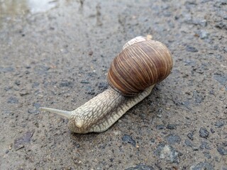 snail on the sand