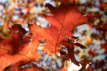Red oak leaves in autumn