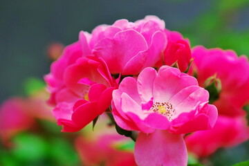 Fototapeta premium 見頃を迎えたお花畑の薔薇