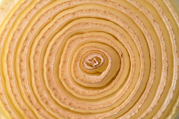 expanded cross section of dried onion.