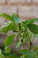 Fototapeta na wymiar Close up Green peppers on the branch .Fresh chilis .Outdoor home garden.Organic garden,Italy