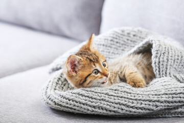 Cute kitten in scarf on grey sofa