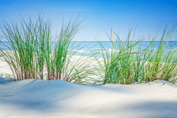 Dune with beach grass close-up.