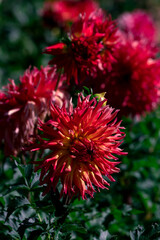 Colorful of dahlia red flower in beautiful garden.