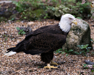 Bald Eagle Photo Stock . Close-up profile view standing on gravel with a moss rock and blur background, looking at the right with in its environment and habitat. Image. Portrait. Picture.