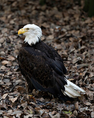 Bald Eagle photo stock . Close-up profile rear view with a brown leaves  background. Portrait. Image. Picture. Looking to the left side.