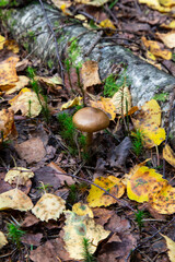 honey mushrooms growing on a stump in the forest