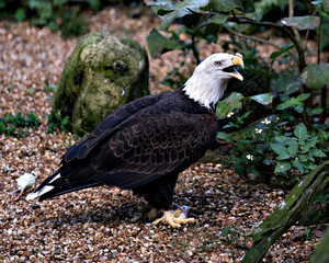 Bald Eagle Stock Photo. Close-up shouting, with a foliage background and displaying body, head, eye, open beak, talons, plumage in its habitat and environment. Bald Eagle singing