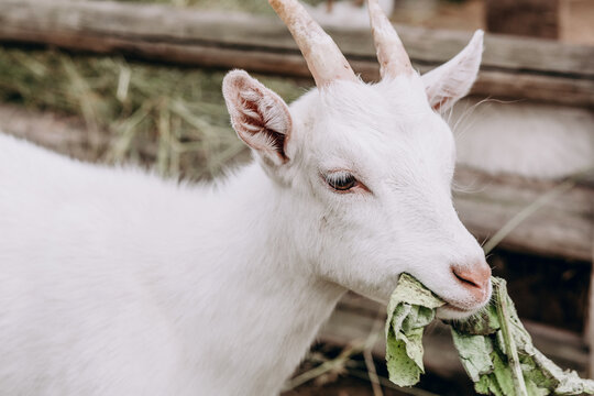 photo of a white goat on a farm