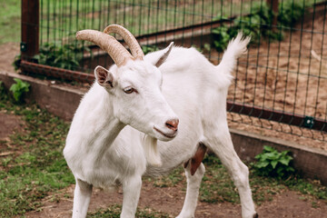 photo of a white goat on a farm