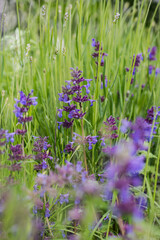 Fototapeta premium Nice summer field purple and violet flowers at sunny morning light nature weather
