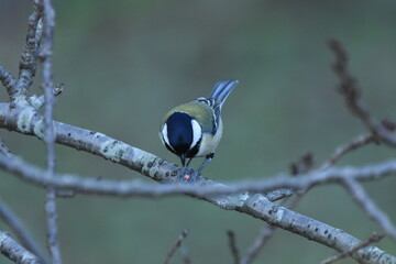 野鳥　シジュウカラ