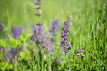 Nice summer field purple and violet flowers at sunny morning light nature weather