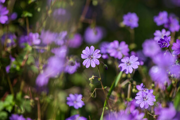 Nice summer field purple and violet flowers at sunny morning light nature weather