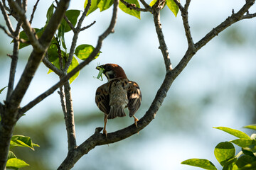 バッタをくわえたスズメ