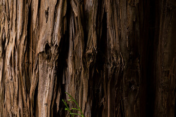 Obraz premium Big old tree close-up details, abstract brown background.