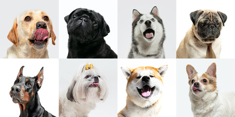 Emotions. Stylish adorable dogs posing. Cute doggies or pets happy. The different purebred puppies. Creative collage isolated on multicolored studio background. Front view. Different breeds.