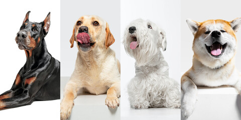 Attention. Stylish adorable dogs posing. Cute doggies or pets happy. The different purebred puppies. Creative collage isolated on multicolored studio background. Front view. Different breeds.