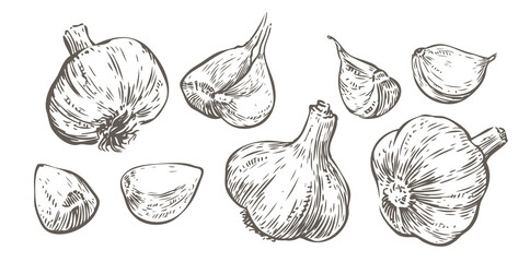 Vector hand drawn illustration set of garlic. Food sketch