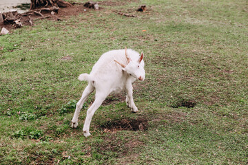 Fototapeta premium photo of a white goat on a farm