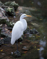 Great White Egret Stock Photo. Standing on moss rocks with blur background in its environment and habitat. Image. Picture. Portrait.
